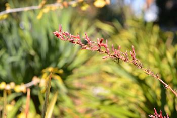 Mar Vista Lofts  - Lush Landscaping